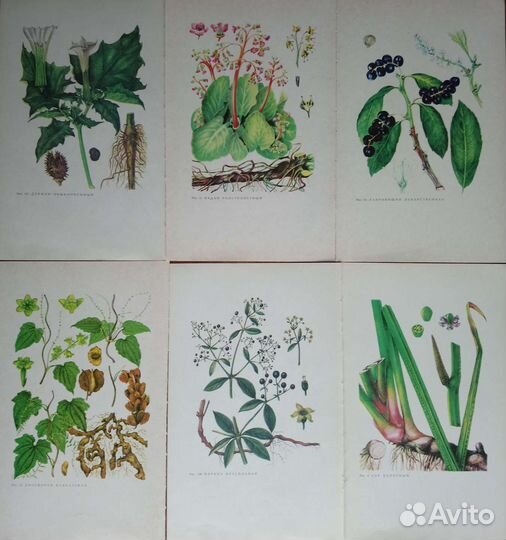 Иллюстрации растений