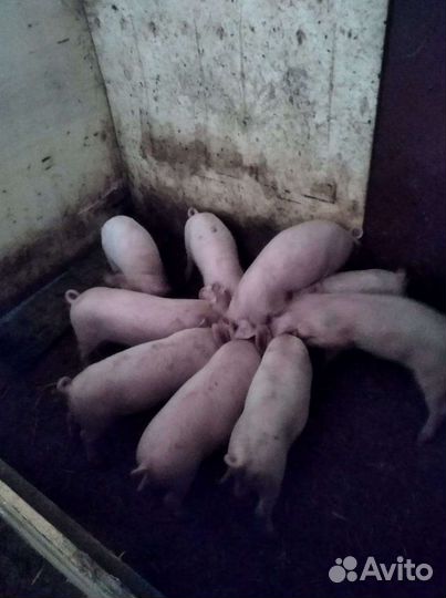 Поросята адаптированные к домашним сараям