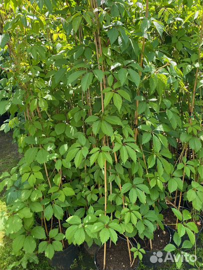 Девичий виноград 2 метра+ в горшках 10 литров