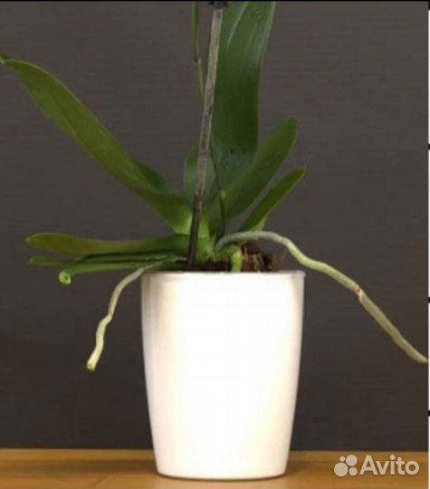 Кашпо белое пластик