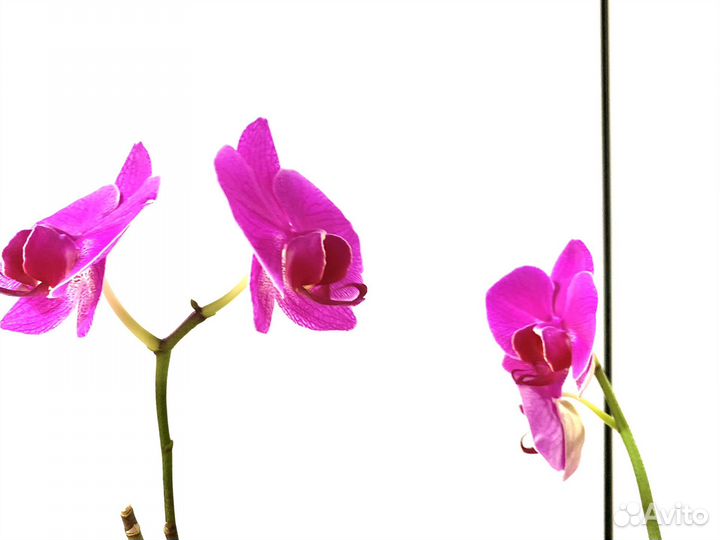 Орхидея фаленопсис