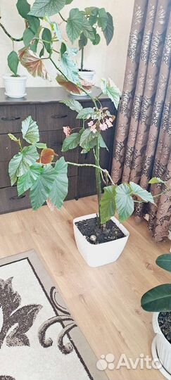 Комнатные цветы