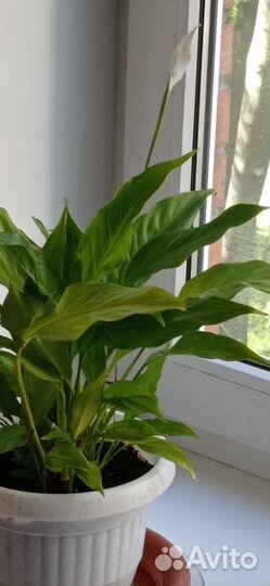 Спацифиллум женское счастье