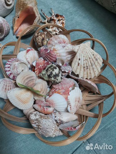 Морские ракушки раковины