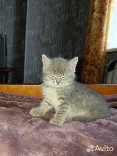Котёнок
