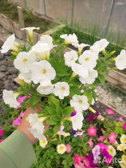 Петуния каскадно ампельная сортовая