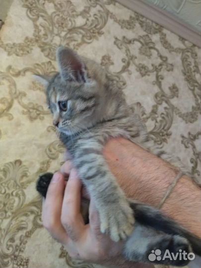 Кошки в добрые руки