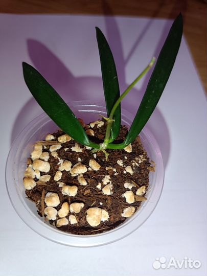 Хойи сортовые. Обновлено 28.03