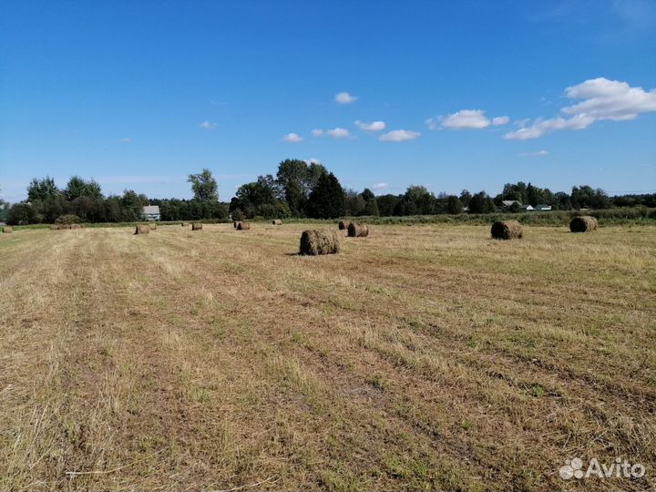 Продам сено в рулонах