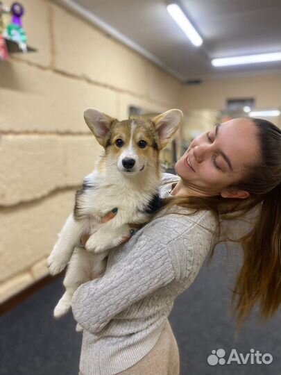 Услуги кинолога и хендлера