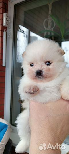 Шпицедетки