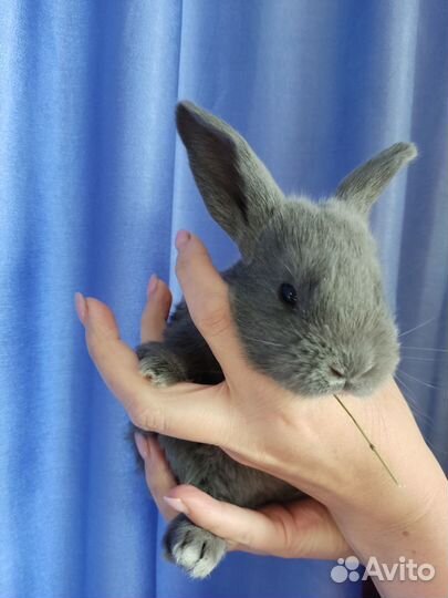 Кролики мясных пород- Венский, Новозеландский