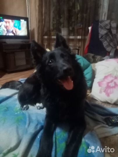 Отдам бесплатно