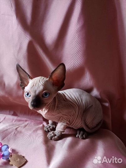 Канадский сфинкс