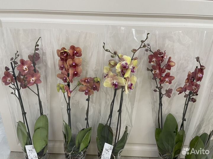 Орхидея фаленопсис