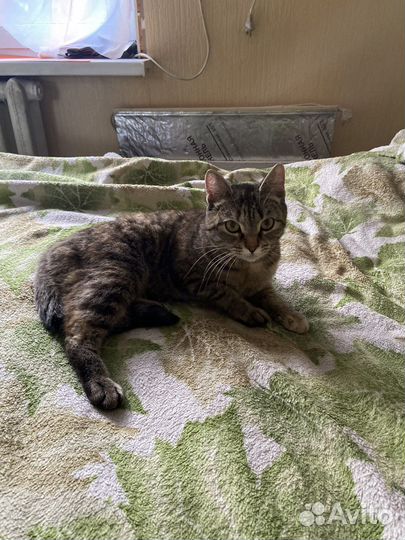 Кошка в дар бесплатно