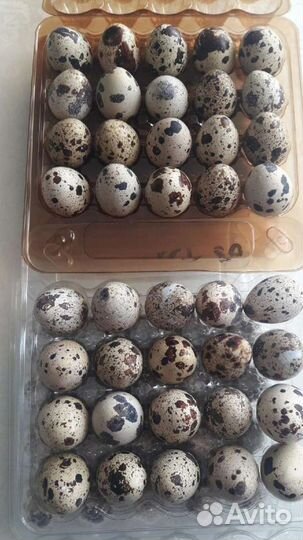 Яйцо домашнее перепелиное