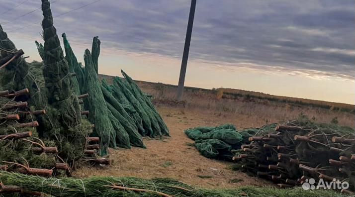Сосны для Нового года, пышные и зеленые елки оптом