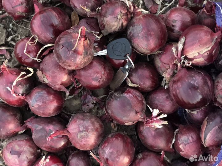 Лук от производителя