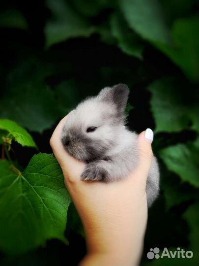 Декоративные крольчата