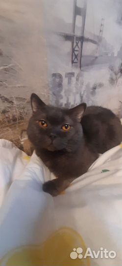 Отдам кота в добрые руки