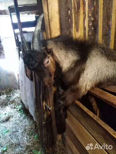 Нубийские козы