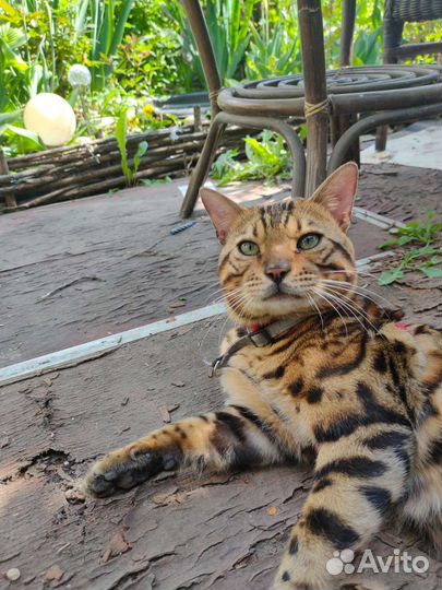 Бенгальский кот на вязку