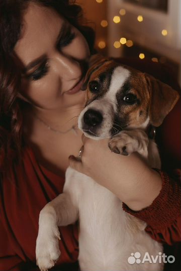 Вязка джек Рассел терьер