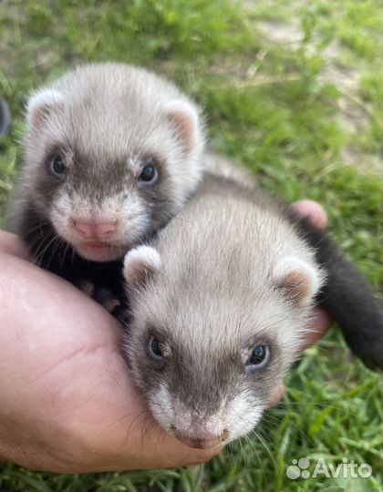 Щенки хорька