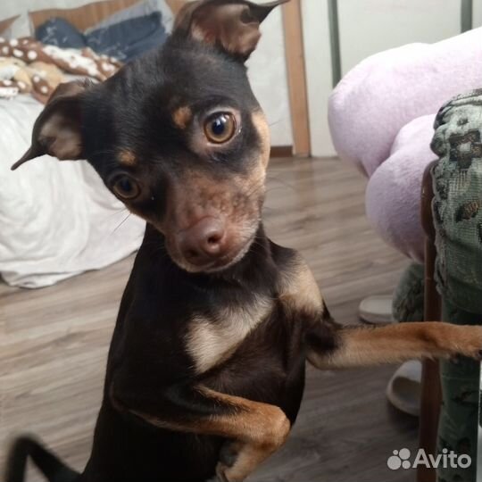 Тойтерьер вязка