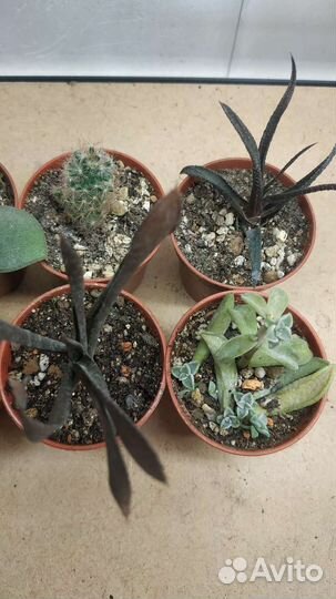 Суккуленты набор садики флорариум