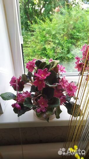 Фиалка в горшках