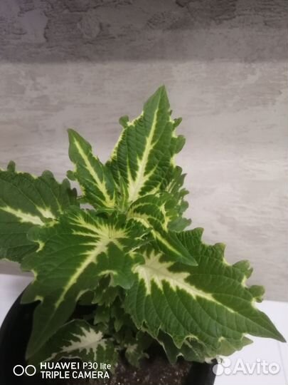 Колеусы вегетативные черенки, срезы, укорененный