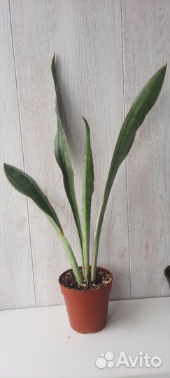 Сансевиерия Металлика