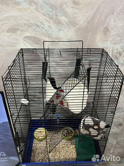 Крыса дамбо с клеткой