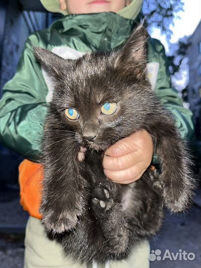 Котенок в дар бесплатно