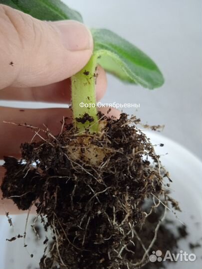 Укоренëнные листья глоксиний