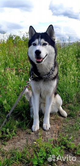 Хаски для вязки