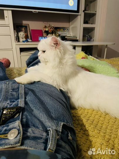 Персидский котик на вязку