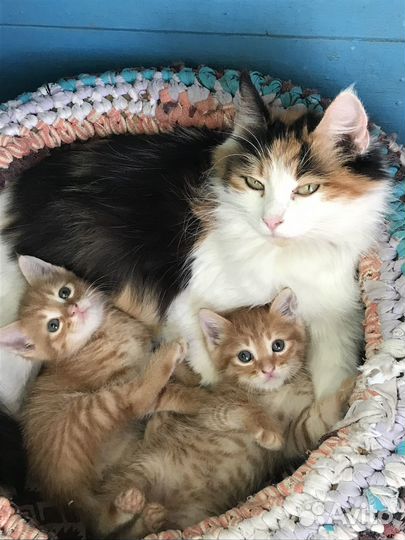Котята в добрые руки