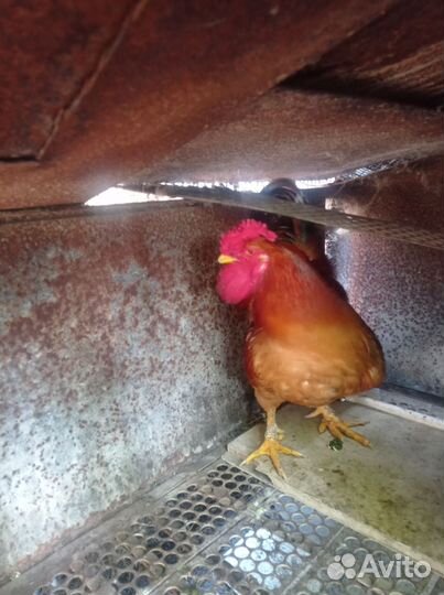 Куры петухи