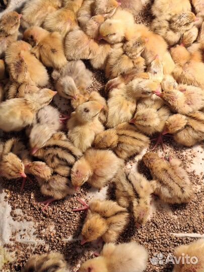 Перепела суточные