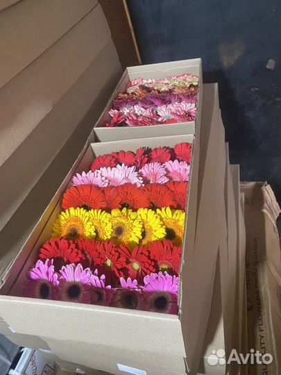 Цветы букеты 101 роза