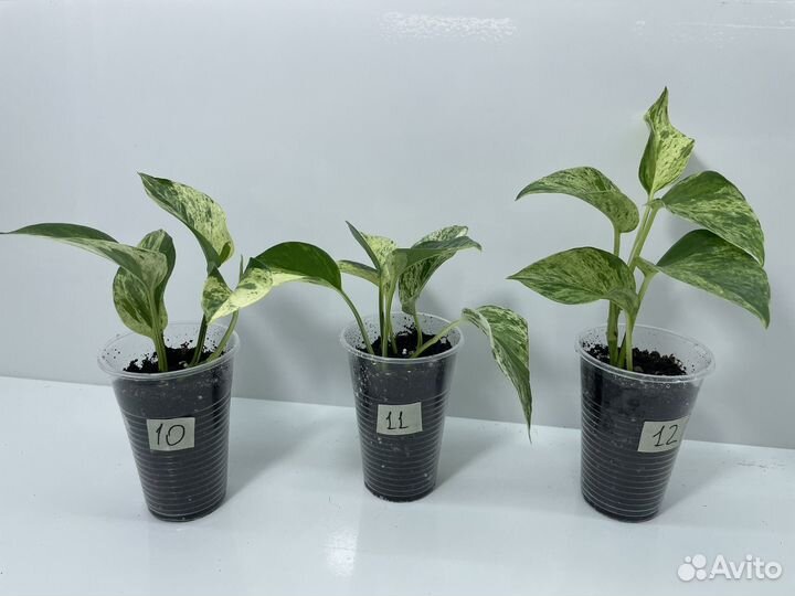 Эпипремнум марбл квин