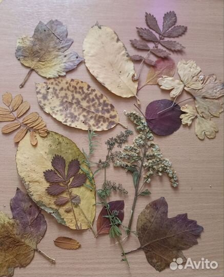 Гербарий, листья и травы для поделок