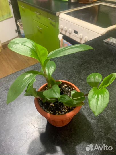 Комнатные цветы