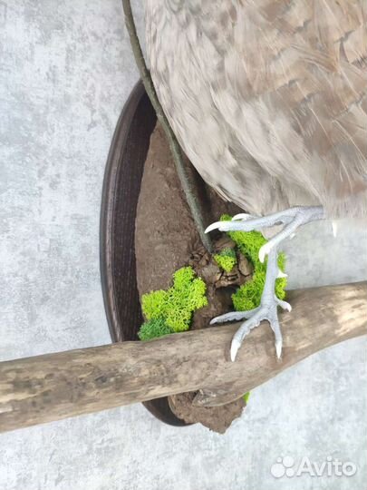 Чучело фазана