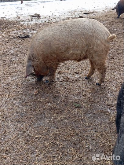 Продам свиней живым весом