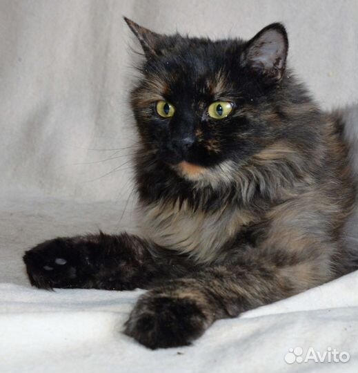 Прелестная Мишелька ищет дом