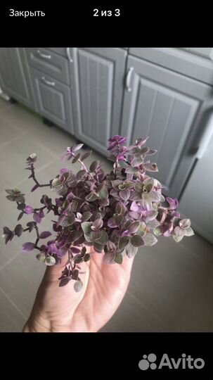 Каллизия розовая в кашпо